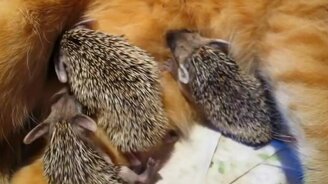 Кошка кормит ёжиков - смотреть видео (0:36)