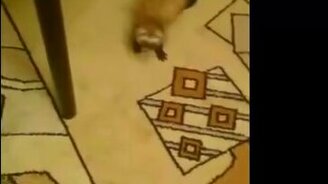 Хорёк рад новой игрушке - смотреть видео (0:40)