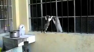 Мать всегда придёт на помощь - смотреть видео (0:38)