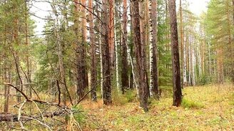 Рубим дерево без топора - смотреть видео (3:18)