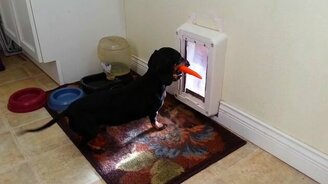 Побег таксы с морковкой - смотреть видео (0:36)