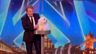 Говорящая собака на шоу - смотреть видео (2:01)