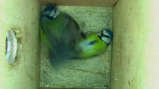 Поединок синиц - смотреть видео (1:26)