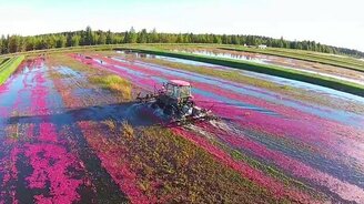 Сбор клюквы в промышленных условиях - смотреть видео (1:56)
