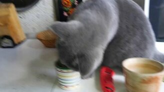 Кот ест кактус - смотреть видео (1:20)