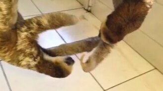 Поединок ленивцев - смотреть видео (0:54)