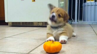 Щенок против тыковки - смотреть видео (1:00)