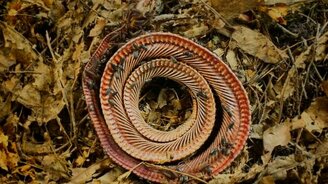 Как без труда обнажить скелет - смотреть видео (3:03)