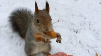 Любопытная и смелая белка - смотреть видео (3:12)