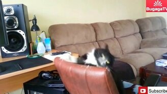 Как кот движется под рок-металл - смотреть видео (0:12)