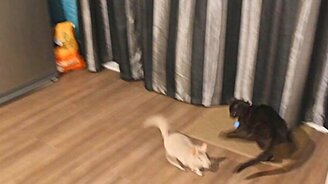 Кот против шиншиллы - смотреть видео (2:24)