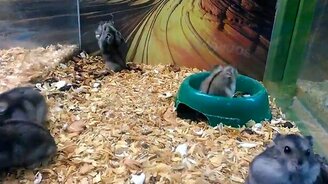 Как ломается хомяк - смотреть видео (0:47)