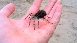 Тарантул южнорусский со своими детьми - смотреть видео (0:36)