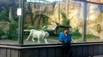 Тигр нападает на человека - смотреть видео (0:58)