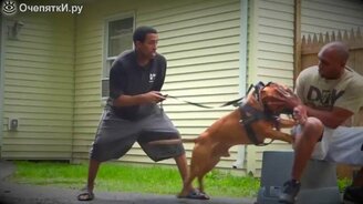 Самые опасные породы собак - смотреть видео (4:13)