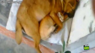 Чудные и веселящие питомцы - смотреть видео (4:49)