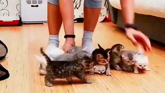 Приколы про кошек и котов - смотреть видео (10:17)