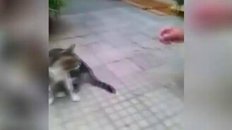 Артистичный котяра - смотреть видео (0:10)