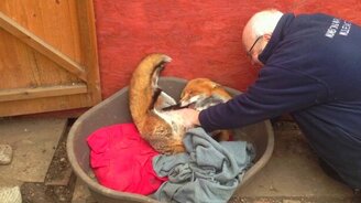 Лисья ласка безгранична - смотреть видео (1:48)