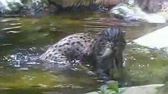 Виверровый кот-рыболов - смотреть видео (0:30)