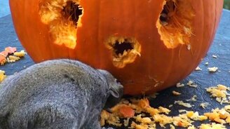 Белка точит тыквенную скульптуру - смотреть видео (4:26)