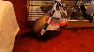 Хорёк и мягкая игрушка - смотреть видео (2:10)