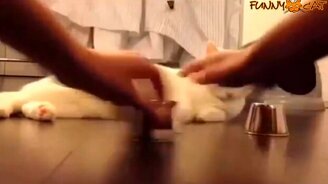 Веселящие коты и кошки - смотреть видео (5:02)