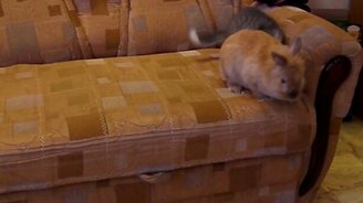 Котёнок атакует кролика - смотреть видео (0:40)