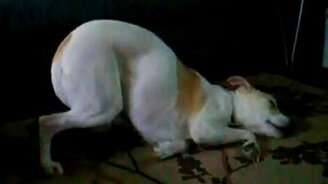 Спит, подняв попу - смотреть видео (0:27)