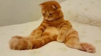 Хвостик, ты чего? - смотреть видео (0:31)