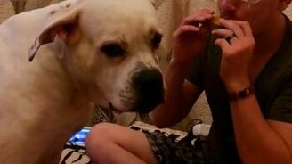 Пёс подпевает губной гармошке - смотреть видео (1:04)