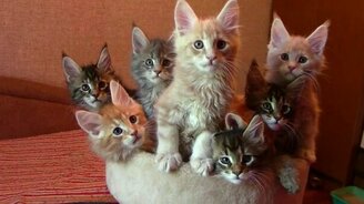 Букет мейнкунчиков - смотреть видео (0:15)