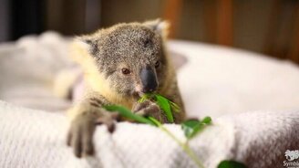 Трогательный малыш панды - смотреть видео (0:40)