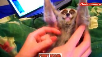 Попробуй не смеяться над русскими приколами - смотреть видео (5:29)