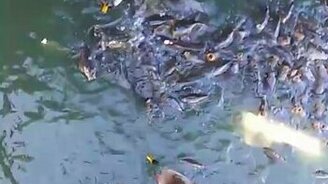 Рыбы воюют с утками за еду - смотреть видео (0:24)