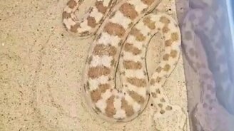 Звуки рогатой гадюки - смотреть видео (0:12)