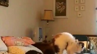 Кошачий массаж для девушки - смотреть видео (0:15)