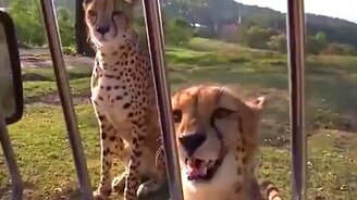 Мяукающие гепарды - смотреть видео (1:02)