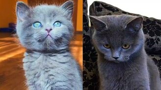 От котёнка до кошки - смотреть видео (1:40)