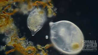 Инфузория поедает инфузорию - смотреть видео (0:59)