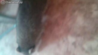 Звуки домашнего енота - смотреть видео (3:03)