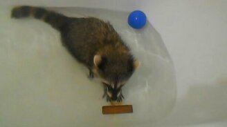 Борьба со струёй воды - смотреть видео (1:38)