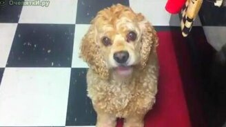 Косит глаза по команде - смотреть видео (0:11)