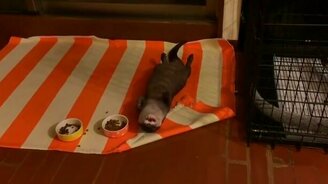 Трапеза ленивой выдры - смотреть видео (0:30)