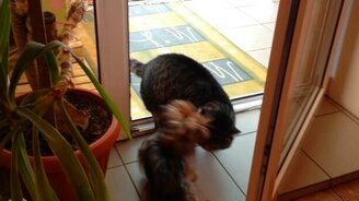 Когда собака рада кошке - смотреть видео (0:39)