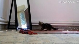 Кошки против зеркал - смотреть видео (3:28)