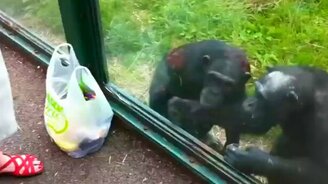 Шимпанзе хочет пить - смотреть видео (2:03)