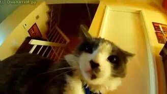 Кошачьи приключения - смотреть видео (4:17)