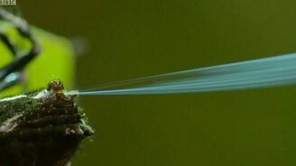 Огромные сети мелких пауков - смотреть видео (4:08)