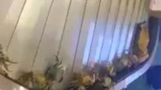 Побег крабов из багажа - смотреть видео (1:01)